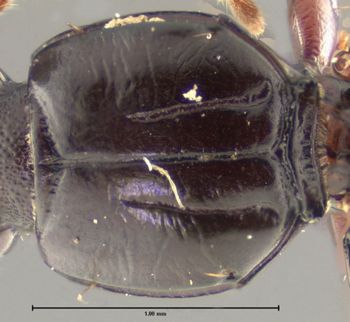 Media type: image;   Entomology 31979 Aspect: pronotum dorsal